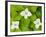 Bunchberry in Bloom on Monadnock Mountain, Lemington, Vermont, USA-Jerry & Marcy Monkman-Framed Photographic Print