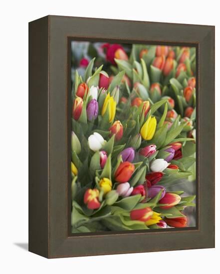 Bunches of colorful tulips-Markus Altmann-Framed Premier Image Canvas