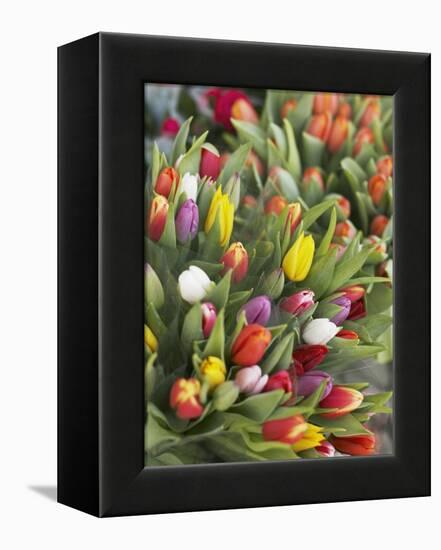 Bunches of colorful tulips-Markus Altmann-Framed Premier Image Canvas