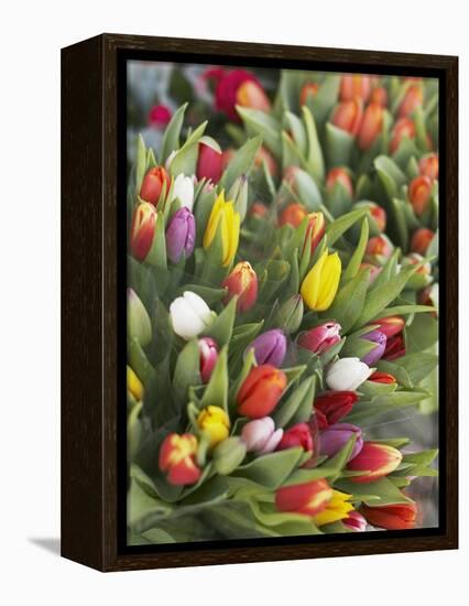 Bunches of colorful tulips-Markus Altmann-Framed Premier Image Canvas