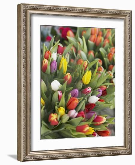 Bunches of colorful tulips-Markus Altmann-Framed Photographic Print