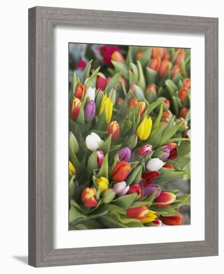 Bunches of colorful tulips-Markus Altmann-Framed Photographic Print