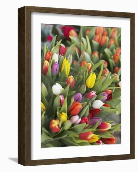 Bunches of colorful tulips-Markus Altmann-Framed Photographic Print