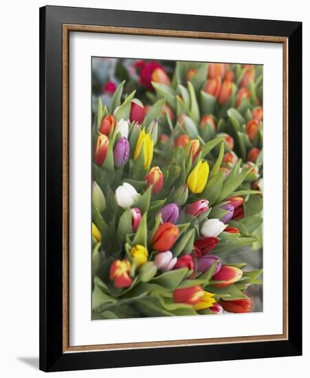 Bunches of colorful tulips-Markus Altmann-Framed Photographic Print