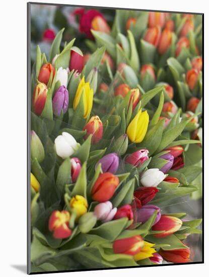 Bunches of colorful tulips-Markus Altmann-Mounted Photographic Print