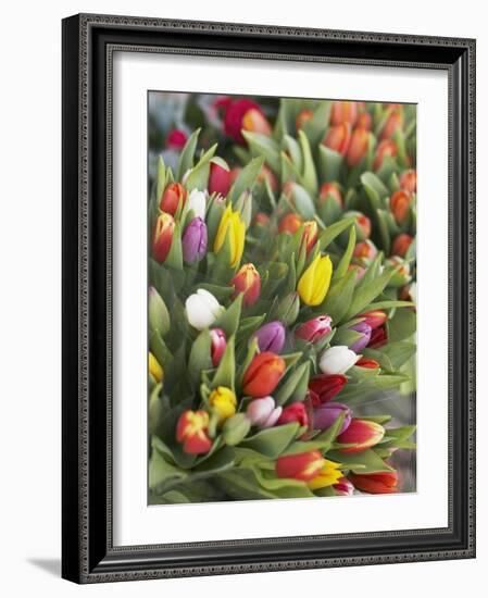 Bunches of colorful tulips-Markus Altmann-Framed Photographic Print