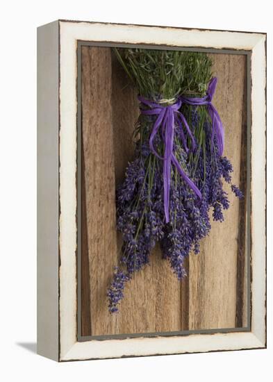 Bunches of Lavender Drying Shed at Lavender Festival, Sequim, Washington, USA-Merrill Images-Framed Premier Image Canvas