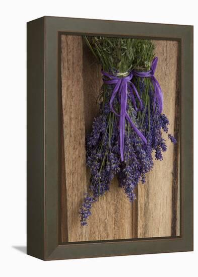 Bunches of Lavender Drying Shed at Lavender Festival, Sequim, Washington, USA-Merrill Images-Framed Premier Image Canvas