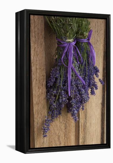 Bunches of Lavender Drying Shed at Lavender Festival, Sequim, Washington, USA-Merrill Images-Framed Premier Image Canvas