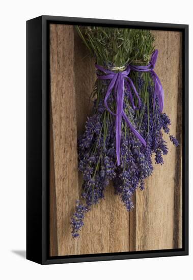 Bunches of Lavender Drying Shed at Lavender Festival, Sequim, Washington, USA-Merrill Images-Framed Premier Image Canvas