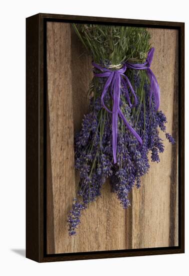 Bunches of Lavender Drying Shed at Lavender Festival, Sequim, Washington, USA-Merrill Images-Framed Premier Image Canvas