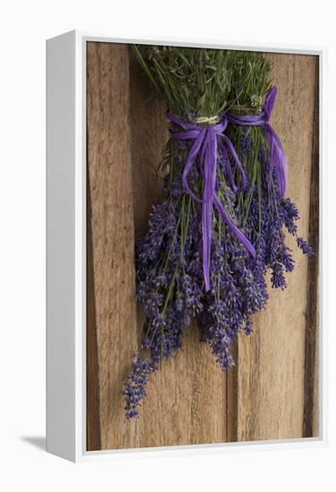 Bunches of Lavender Drying Shed at Lavender Festival, Sequim, Washington, USA-Merrill Images-Framed Premier Image Canvas