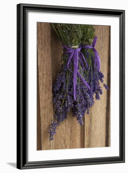 Bunches of Lavender Drying Shed at Lavender Festival, Sequim, Washington, USA-Merrill Images-Framed Photographic Print