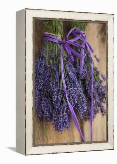 Bunches of Lavender Drying Shed at Lavender Festival, Sequim, Washington, USA-Merrill Images-Framed Premier Image Canvas