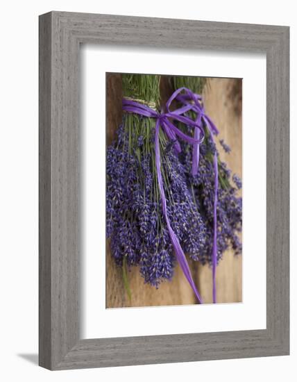 Bunches of Lavender Drying Shed at Lavender Festival, Sequim, Washington, USA-Merrill Images-Framed Photographic Print