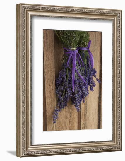 Bunches of Lavender Drying Shed at Lavender Festival, Sequim, Washington, USA-Merrill Images-Framed Photographic Print