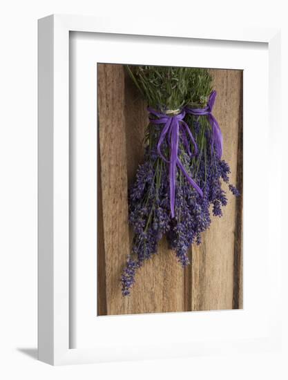 Bunches of Lavender Drying Shed at Lavender Festival, Sequim, Washington, USA-Merrill Images-Framed Photographic Print