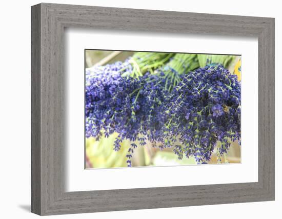 Bunches of lavender for sale, Uzes, Provence, France-Lisa S. Engelbrecht-Framed Photographic Print