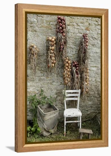 Bunches of Onions Drying Out on Brick Wall with Chair-Christina Wilson-Framed Stretched Canvas