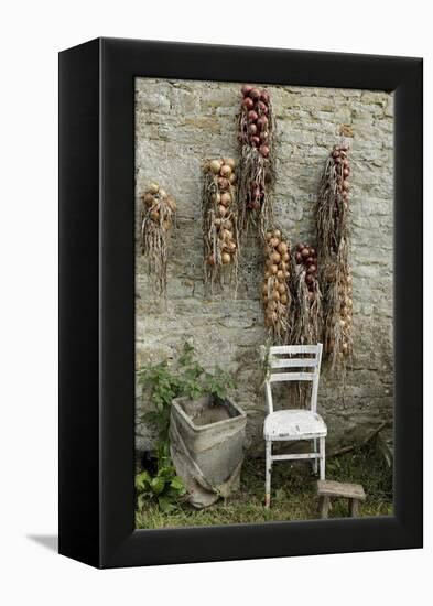 Bunches of Onions Drying Out on Brick Wall with Chair-Christina Wilson-Framed Stretched Canvas