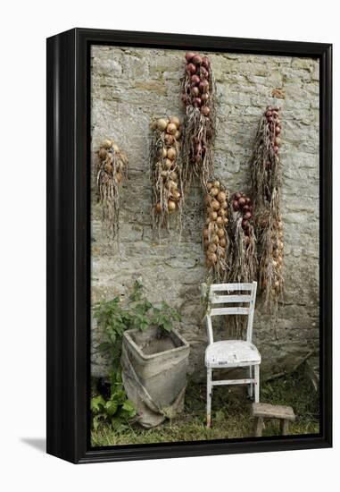 Bunches of Onions Drying Out on Brick Wall with Chair-Christina Wilson-Framed Stretched Canvas