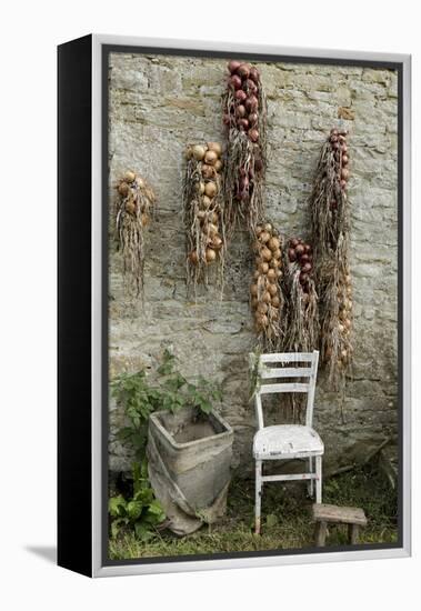 Bunches of Onions Drying Out on Brick Wall with Chair-Christina Wilson-Framed Stretched Canvas