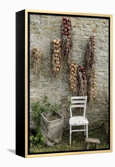 Bunches of Onions Drying Out on Brick Wall with Chair-Christina Wilson-Framed Stretched Canvas