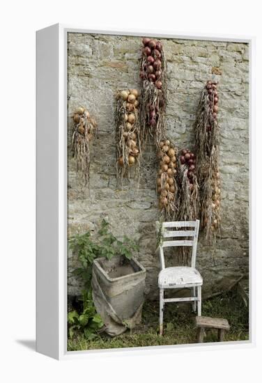 Bunches of Onions Drying Out on Brick Wall with Chair-Christina Wilson-Framed Stretched Canvas