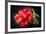 Bundle of Red Radish-Rawlik-Framed Photographic Print