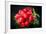 Bundle of Red Radish-Rawlik-Framed Photographic Print