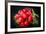 Bundle of Red Radish-Rawlik-Framed Photographic Print