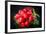 Bundle of Red Radish-Rawlik-Framed Photographic Print