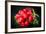 Bundle of Red Radish-Rawlik-Framed Photographic Print