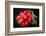 Bundle of Red Radish-Rawlik-Framed Photographic Print