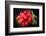 Bundle of Red Radish-Rawlik-Framed Photographic Print