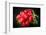 Bundle of Red Radish-Rawlik-Framed Photographic Print