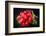 Bundle of Red Radish-Rawlik-Framed Photographic Print