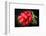 Bundle of Red Radish-Rawlik-Framed Photographic Print