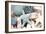 Bundle of Shells I-Susan Bryant-Framed Photographic Print