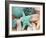 Bundle of Shells I-Susan Bryant-Framed Photographic Print