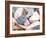 Bundle of Shells II-Susan Bryant-Framed Photographic Print