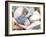 Bundle of Shells II-Susan Bryant-Framed Photographic Print