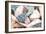 Bundle of Shells II-Susan Bryant-Framed Photographic Print