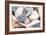 Bundle of Shells II-Susan Bryant-Framed Photographic Print