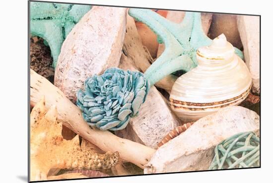 Bundle of Shells II-Susan Bryant-Mounted Photo