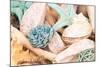 Bundle of Shells II-Susan Bryant-Mounted Photo