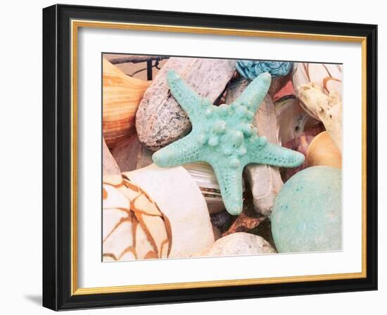 Bundle of Shells V-Susan Bryant-Framed Art Print