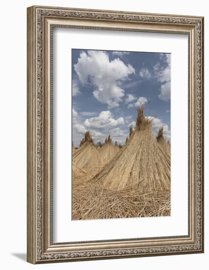 Bundled Up Reed Picked Up to Dry, Lake Neusiedl National Park, Seewinkl, Burgenland, Austria-Gerhard Wild-Framed Photographic Print