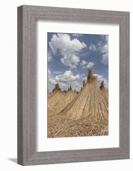 Bundled Up Reed Picked Up to Dry, Lake Neusiedl National Park, Seewinkl, Burgenland, Austria-Gerhard Wild-Framed Photographic Print