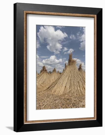 Bundled Up Reed Picked Up to Dry, Lake Neusiedl National Park, Seewinkl, Burgenland, Austria-Gerhard Wild-Framed Photographic Print